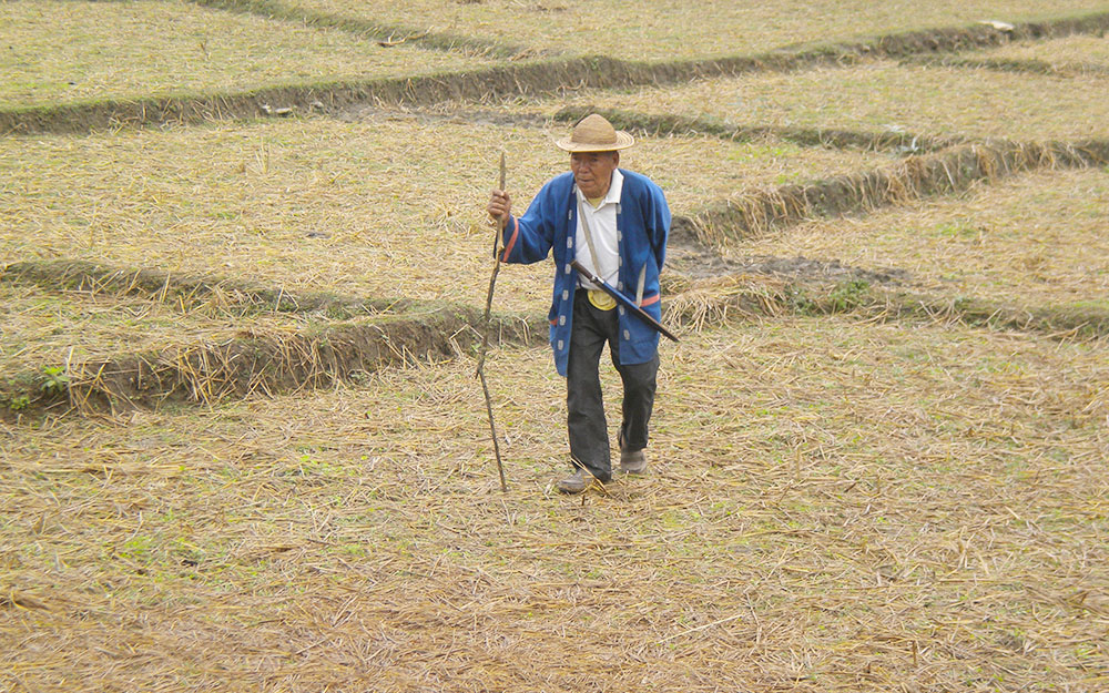 A Galo elder walks through the dried rice paddy field